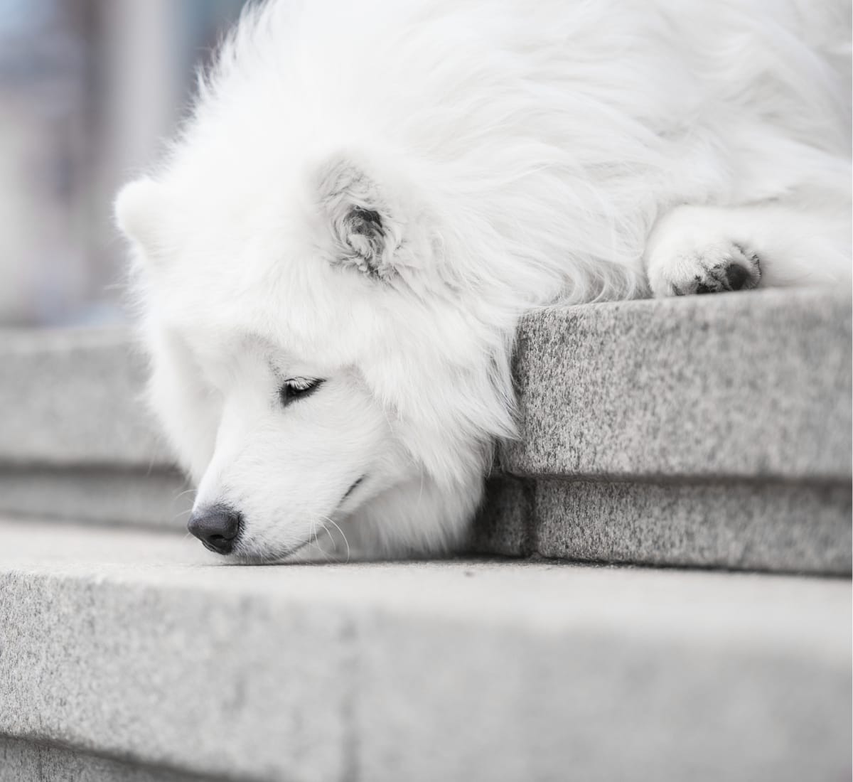 Little Miami Veterinary Services | South Lebanon Speciality & Emergency Vet