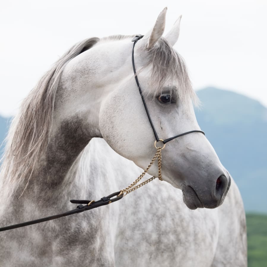 Veterinary Care For Large Animals, South Lebanon