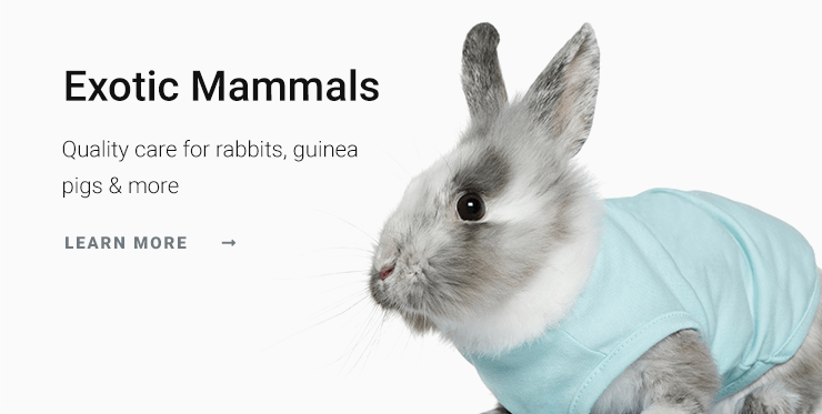 Little Miami Veterinary Services | South Lebanon Vet