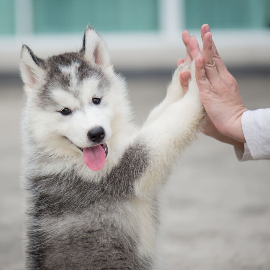 Veterinary Surgery in South Lebanon